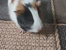 Продается морская свинка 