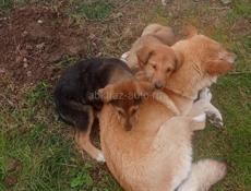 Только в добрые руки! 