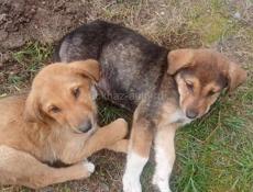 Только в добрые руки! 