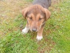 Только в добрые руки! 