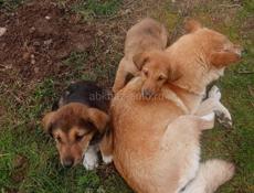 Только в добрые руки! 