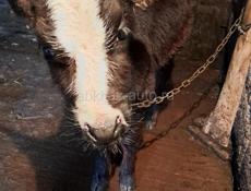 Бычок 4 месяца