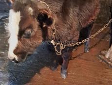 Бычок 4 месяца