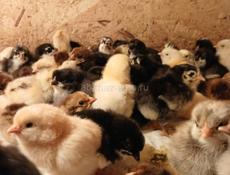 Продаются цыплята мясо яичный породы