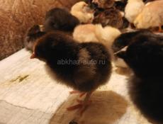 Продаются цыплята мясо яичный породы 