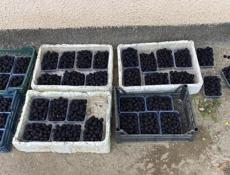 Саженцы ежевики