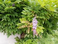 Куплю айфон 13 мини