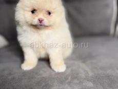 ЩЕНКИ ШПИЦА 