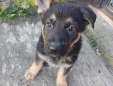 Немецкая овчарка