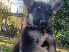 Немецкая овчарка