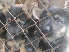 Немецкая овчарка