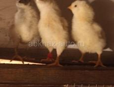 Продаю здоровых цыплят 12 дней