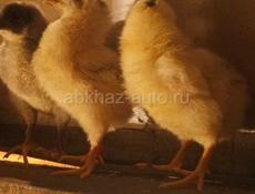 Продаю здоровых цыплят 12 дней