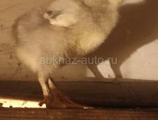 Продаю здоровых цыплят 12 дней