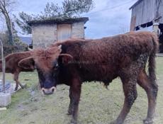 Бычок 45, 50 кг