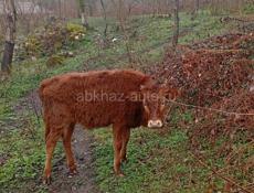 Телка 10 месяцев 50 кг малочнаи пароды