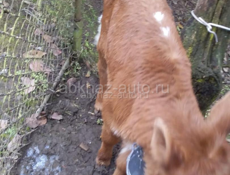 Продаю теленка срочно 