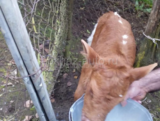 Продаю теленка срочно 