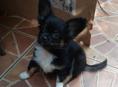 Продаём щенка чихуахуа 