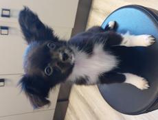 Продаём щенка чихуахуа 