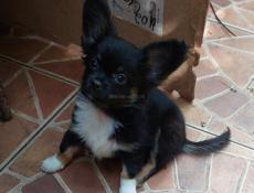 Продаём щенка чихуахуа 