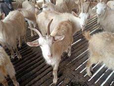 Козы (козлята ) на пасху 