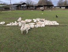 Козы (козлята ) на пасху 