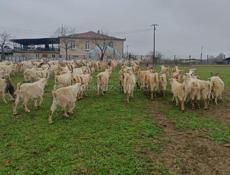 Козы (козлята ) на пасху 