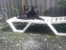 Щенки шарпея