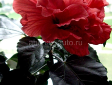 Китайская роза 🌹