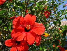 Китайская роза 🌹