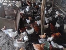 Продаю цыплят разных, возрастов а также, принимаю заказы  🐣