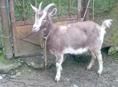 Коза 3 года.