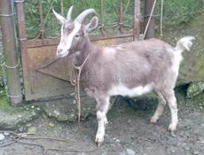 Коза 3 года.