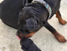 продаются щенки королевского Ротвейлера