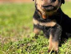 продаются щенки королевского Ротвейлера