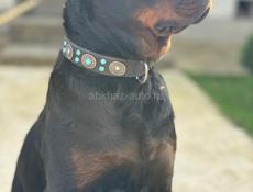 продаются щенки королевского Ротвейлера