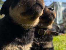 продаются щенки королевского Ротвейлера