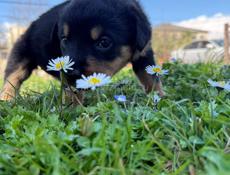 продаются щенки королевского Ротвейлера