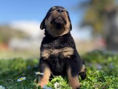 продаются щенки королевского Ротвейлера