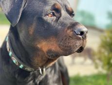 продаются щенки королевского Ротвейлера