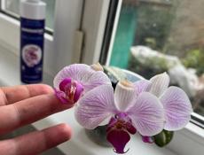 Орхидеи