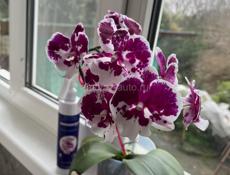 Орхидеи