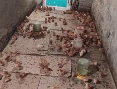 Продаю недельные цыплята несушки.