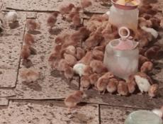 Продаю недельные цыплята несушки.