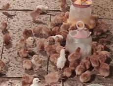 Продаю недельные цыплята несушки.