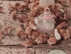 Продаю недельные цыплята несушки.