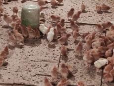 Продаю недельные цыплята несушки.