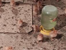 Продаю недельные цыплята несушки.