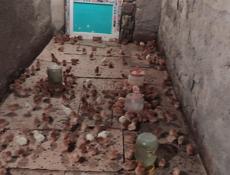 Продаю недельные цыплята несушки.